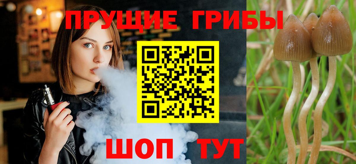 Галлюциногенные грибы Psilocybe Щёлково